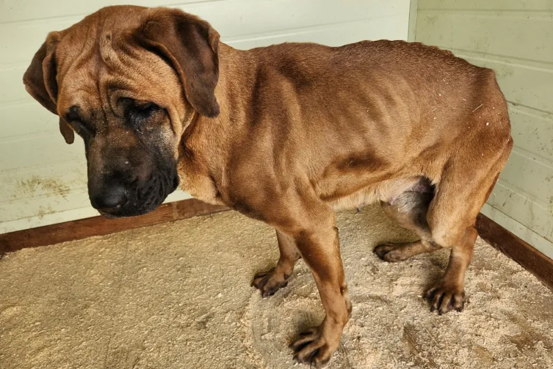 A new life in America for seven dogs who survived wildfire at